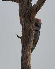 Chloropicus fuscescens