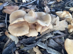 Fungi