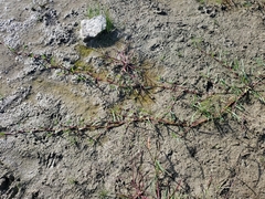 Paspalum distichum