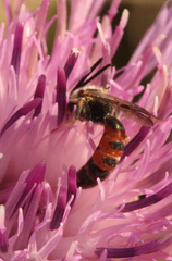 Sphecodogastra