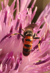 Sphecodogastra