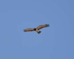 Circaetus pectoralis