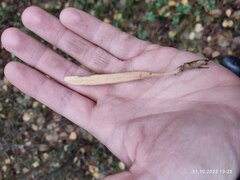 Macrotyphula fistulosa