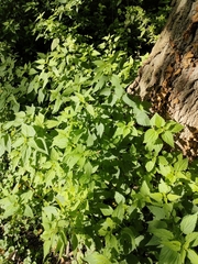 Urtica dioica