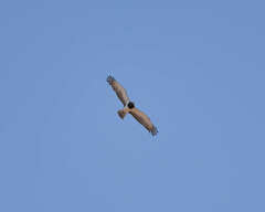 Circaetus pectoralis