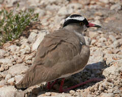 Vanellus coronatus