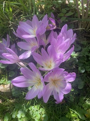 Colchicum
