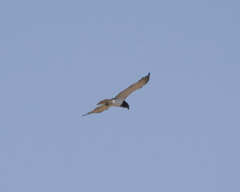 Circaetus pectoralis