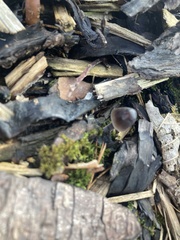 Fungi