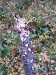 Corticium roseum