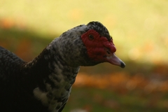 Cairina moschata domestica