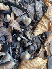 Fungi