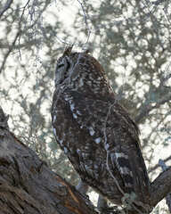 Bubo africanus