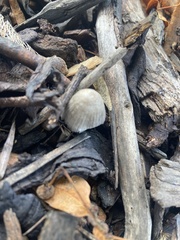 Fungi