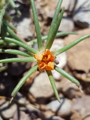 Portulaca suffrutescens