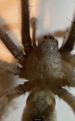 Eratigena
