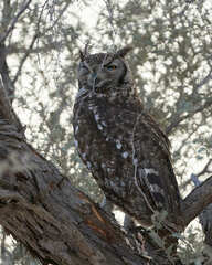 Bubo africanus