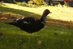 Cairina moschata domestica