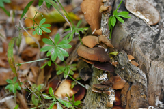 Phyllotopsis nidulans