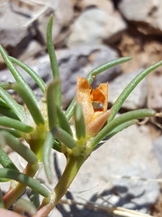 Portulaca suffrutescens
