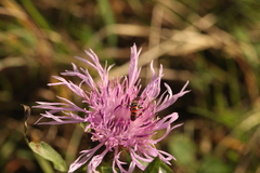 Sphecodogastra