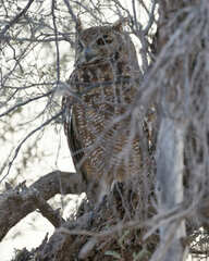 Bubo africanus