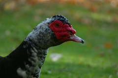 Cairina moschata domestica