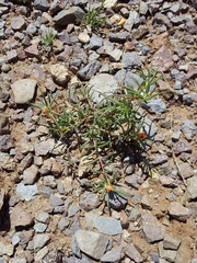 Portulaca suffrutescens