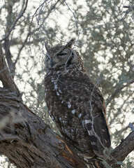Bubo africanus