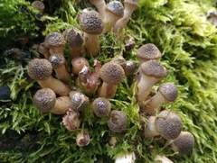 Armillaria gallica
