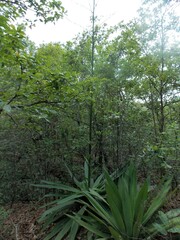 Furcraea guatemalensis