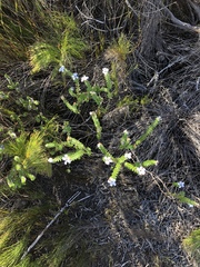 Adenandra obtusata