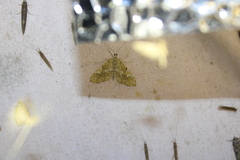 Elophila icciusalis