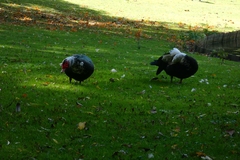Cairina moschata domestica