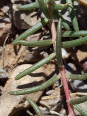 Portulaca suffrutescens