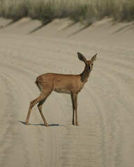 Raphicerus campestris