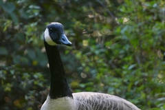 Branta canadensis