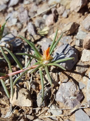 Portulaca suffrutescens
