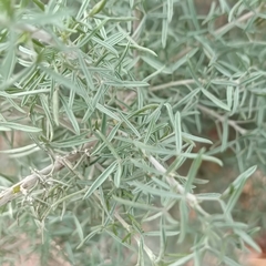 Adenocarpus decorticans
