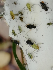Aphididae