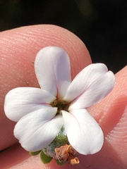 Adenandra obtusata