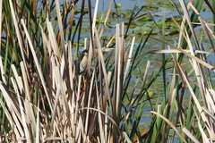 Ixobrychus minutus payesii