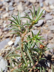 Portulaca suffrutescens