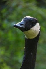 Branta canadensis