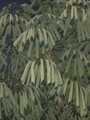 Heptapleurum actinophyllum