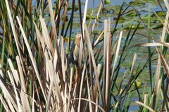 Ixobrychus minutus payesii