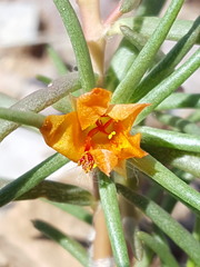 Portulaca suffrutescens