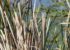 Ixobrychus minutus payesii