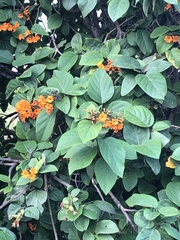 Cordia subcordata