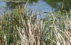 Ixobrychus minutus payesii